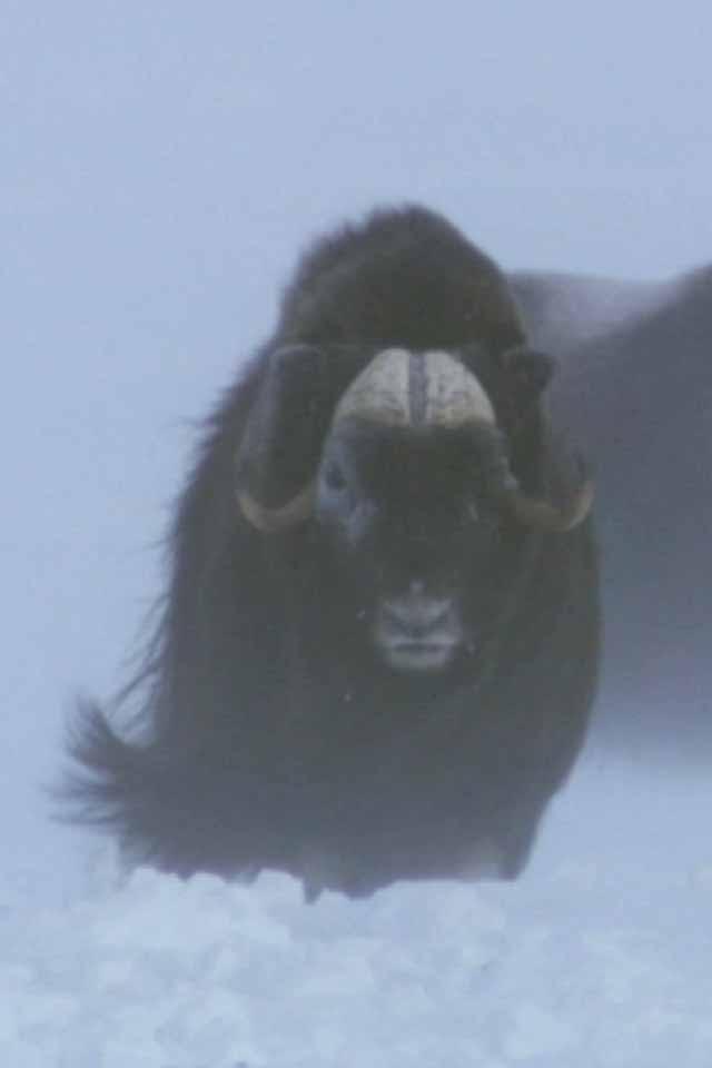 Wild Winter Wonderlands